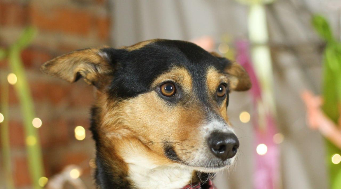 Chiens à adopter